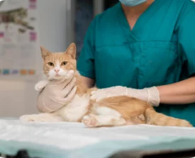 close-up-veterinarian-taking-care-cat 1