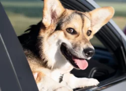 cute-smiley-dog-with-head-out-window 1